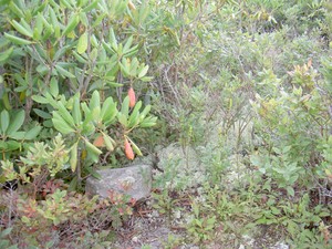 Pleasant Garden is a small cul-de-sac off the main road and appears to have been a picnic area at one time, pretty much abandoned now though.