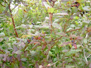 Lots of blueberries were ripe today.