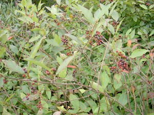 Autumn Olives.. Is that the correct name? It's all I've ever heard them called.