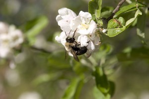 Bumblebee on an apple tree bloom