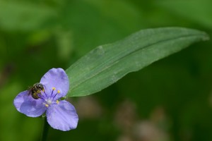 Bee  landed on a spiderwort