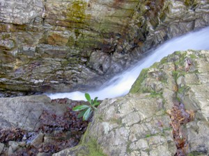 15' wide square canyon with the entire creek in a 2' fast moving chute at the end